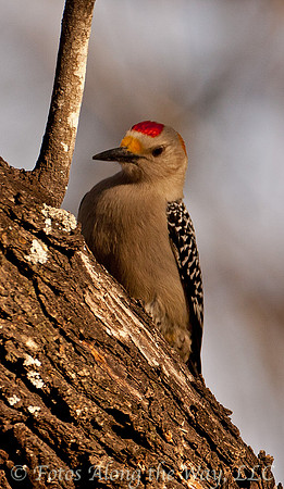 Golden-fronted Woodpecker (Texas)