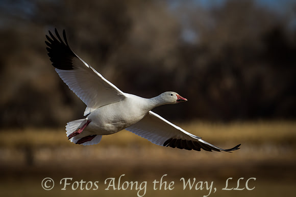 Snow Goose in Flight (New Mexico)