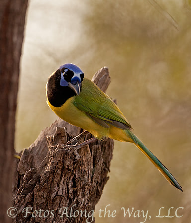 Green Jay (Texas)