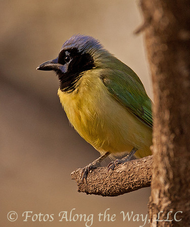 Green Jay (Texas)