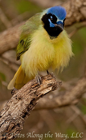 Green Jay (Texas)