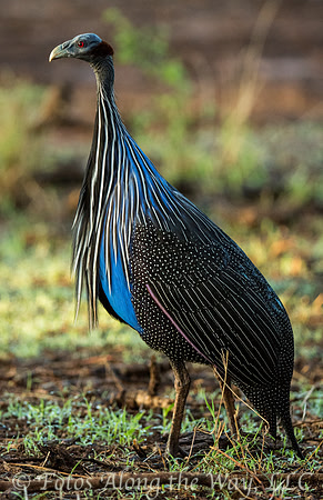 Vulturine Guineafowl (Kenya)