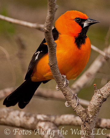 Hooded Oriole (Texas)