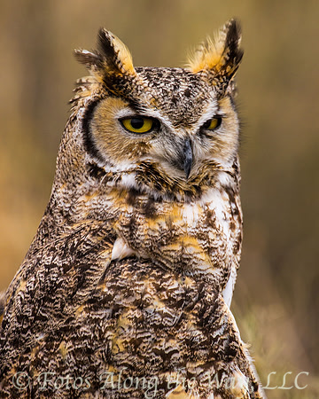 Horned Owl (Captive, New Mexico)