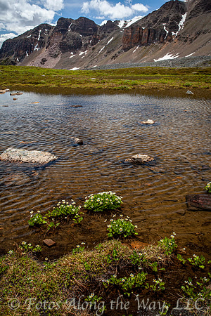 Flower Clusters in Mountain Lake (Canada)