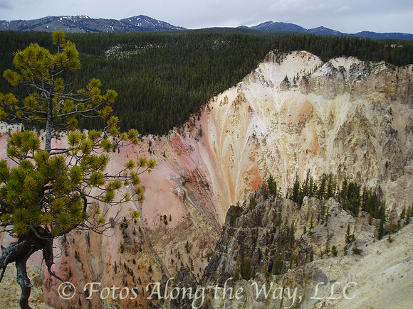 Yellowstone Canyon - Wide (Wyoming)