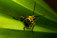 Insects & Butterflies