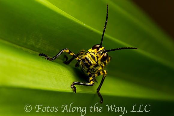 Striped Grasshopper (Costa Rica)