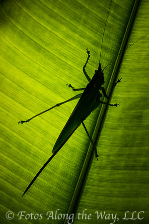 Katydid on Palm Frond (Costa Rica)