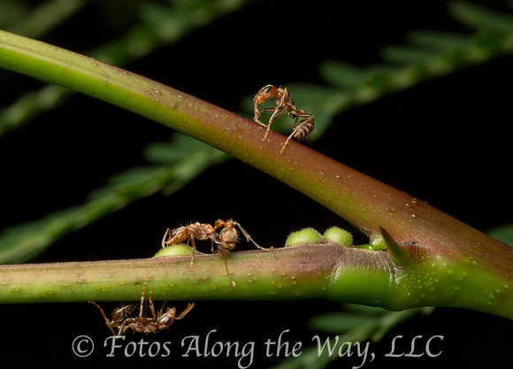 Acacia Ants (Costa Rica)