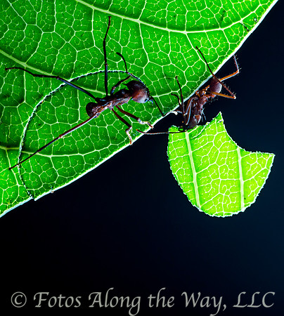 Leaf-cutter Ants at Work (Costa Rica)