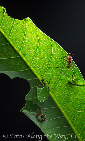 Leaf-cutter Ants (Costa Rica)