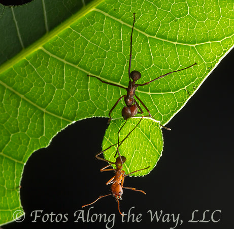 Leaf-cutter Ants in Action (Costa Rica)