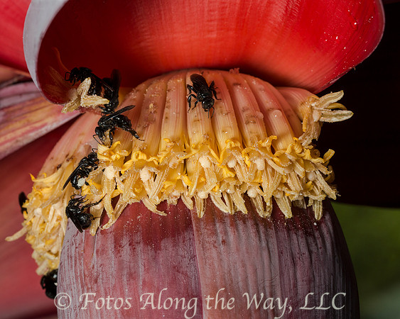 Bees on Banana Plant Flower (Costa Rica)