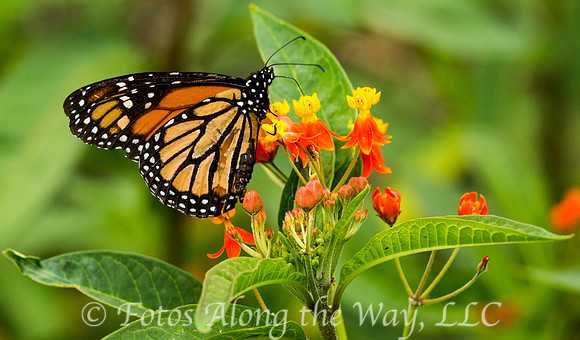 Monarch Butterfly (Costa Rica)