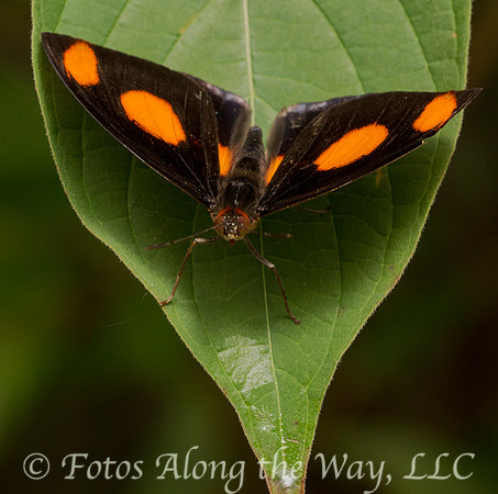 Butterfly (Costa Rica, captive)