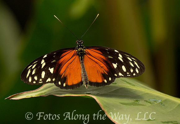 Tigerwing Butterfly (Costa Rica, captive)