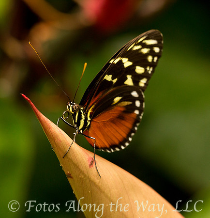 Tigerwing Butterfly (Costa Rica, captive)
