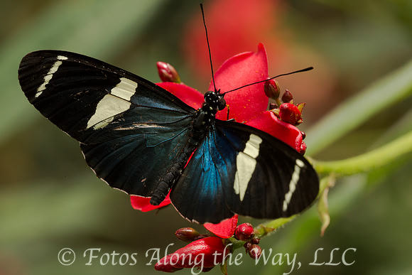 Sapho Longwing Butterfly (Costa Rica, captive)