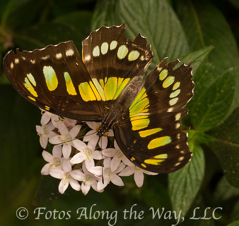 Madagascan Moon Moth (Costa Rica, captive)