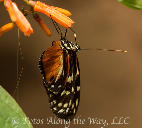 Tigerwing Butterfly (Costa Rica, captive)