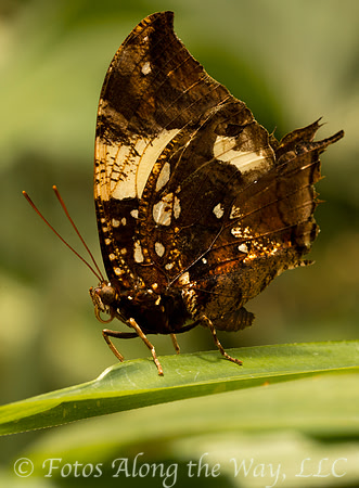 Butterfly (Costa Rica, captive)