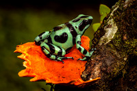 Amphibians & Reptiles