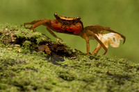 Other Reptiles/Amphibians