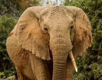 Elephants, Hippos & Rhinos