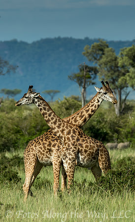 Maasai Giraffes 'Necking' (Kenya)