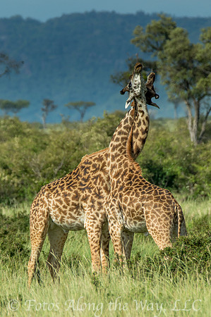 Maasai Giraffes 'Necking' (Kenya)