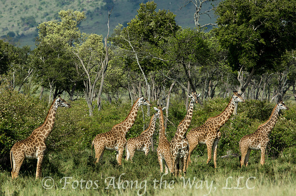 Maasai Giraffe Herd (Kenya)