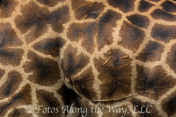 Maasai Giraffe Hide (Kenya)