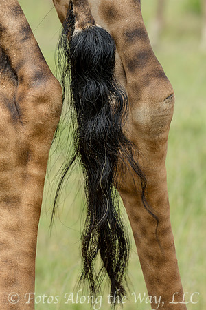 Maasai Giraffe Tail (Kenya)