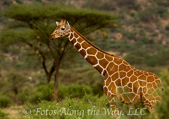 Reticulated Giraffe (Kenya)