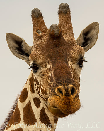 Reticulated Giraffe Portrait (Kenya)