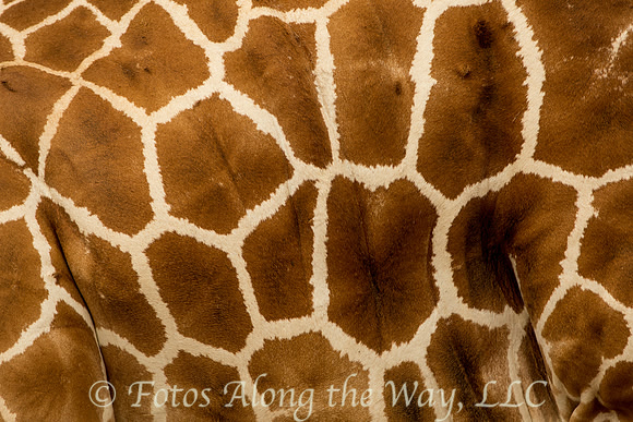 Reticulated Giraffe Hide (Kenya)