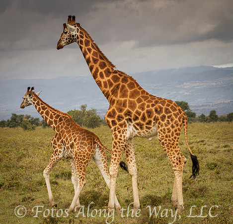 Rothchild Giraffe - Mother and Child (Kenya)