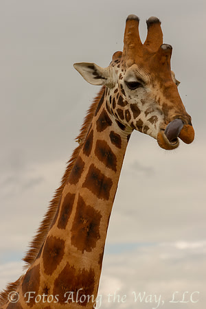 Rothchild Giraffe (Kenya)
