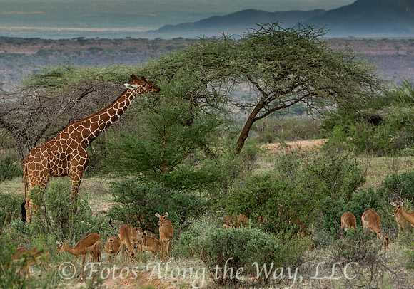 Reticulated Giraffe Feeding (Kenya)