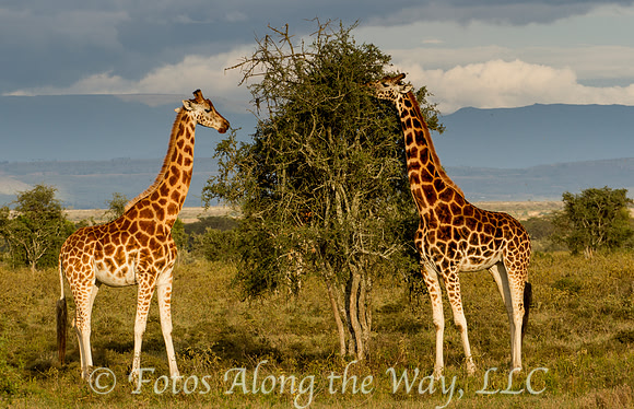 Rothchild Giraffe Pair (Kenya)