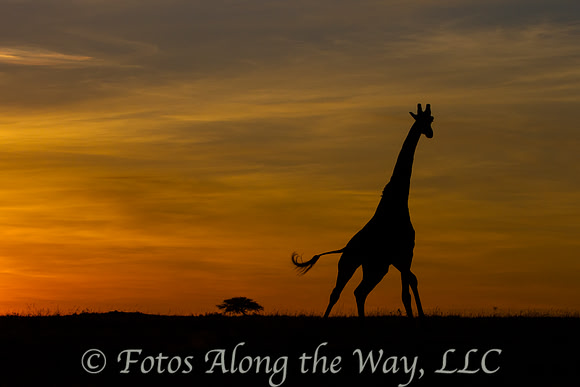 Giraffe Silhouette at Sunrise #3 (Kenya)