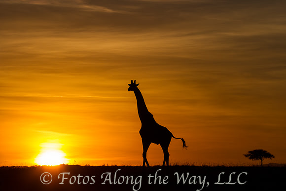 Giraffe Silhouette at Sunrise #5 (Kenya)