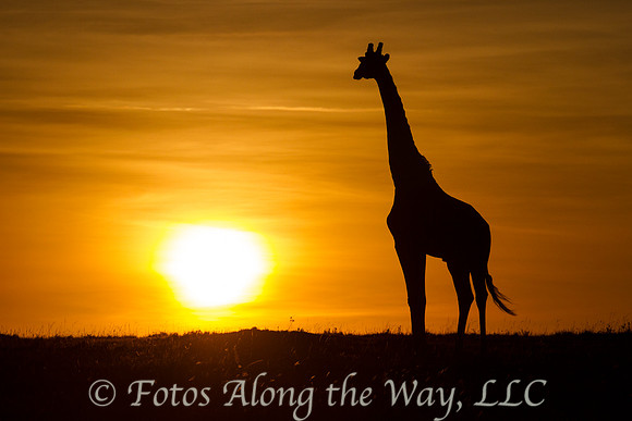 Giraffe Silhouette at Sunrise #7 (Kenya)