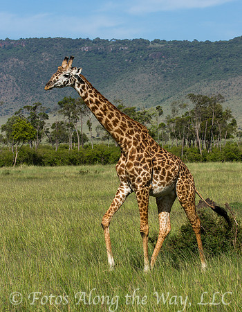 Maasai Giraffe Strolling (Kenya)
