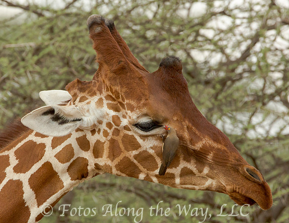Red-billed Oxpecker on Reticulated Giraffe (Kenya)