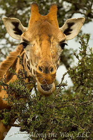 Maasai Giraffe Eating Acacia Leaves (Kenya)