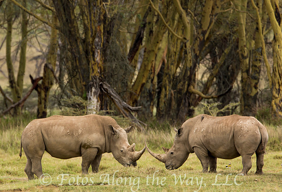 White Rhinoceros Pair Grazing (Kenya)