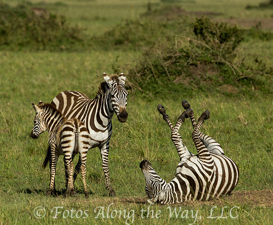 Zebra Family - Dad Rolling in Dust (Kenya)