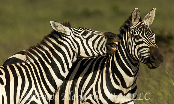 Zebra Nibble (Kenya)